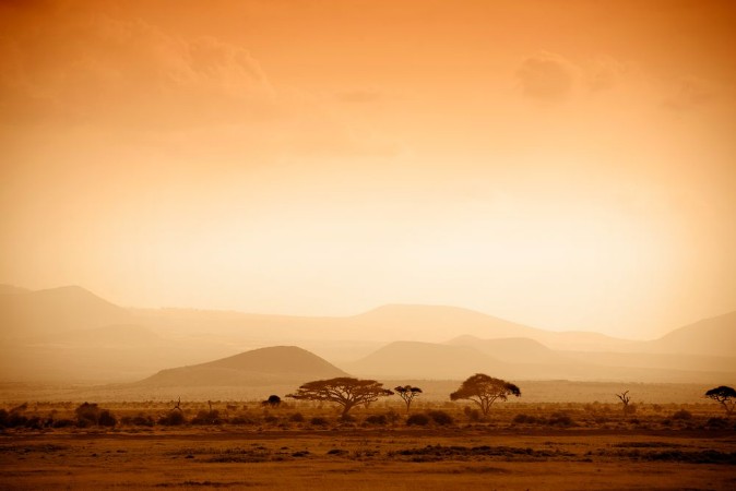 Picture of African Savannah