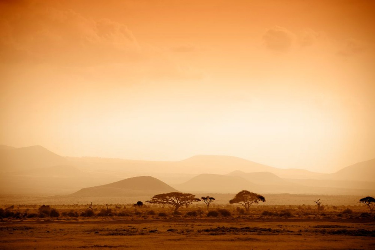 Picture of African Savannah