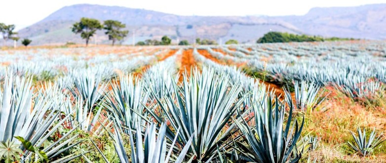 Afbeeldingen van Agave Tequila Landscape