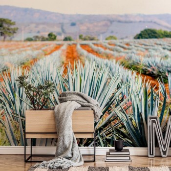 Bild på Agave Tequila Landscape