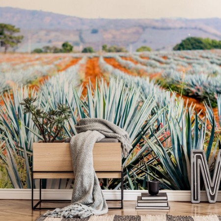 Image de Agave Tequila Landscape