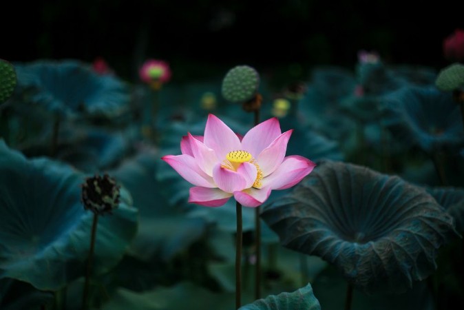 Lotus Flower photowallpaper Scandiwall