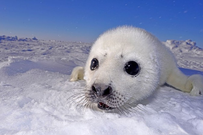 Picture of Seal pups --