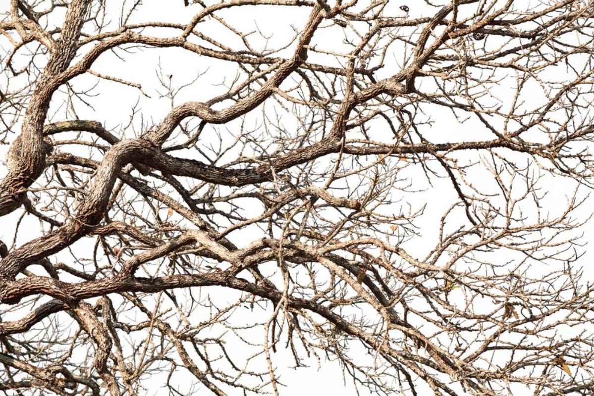 Picture of Tree twigs with bare trunks and branches