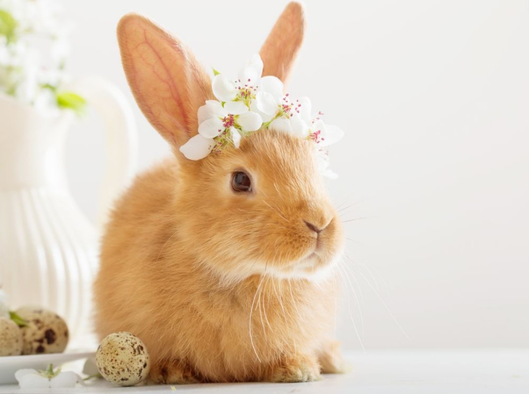 Afbeeldingen van Little rabbit with spring flowers and Easter eggs