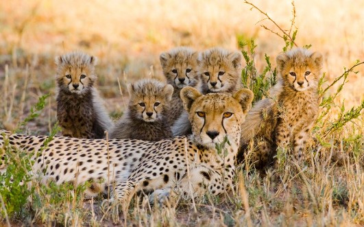 Afbeeldingen van Mother cheetah and her cubs in the savannah Kenya Tanzania Africa National Park Serengeti Maasai Mara An excellent illustration