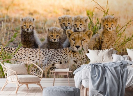 Picture of Familie av geparder