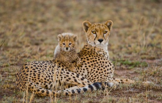 Afbeeldingen van Mother cheetah and her cub in the savannah Kenya Tanzania Africa National Park Serengeti Maasai Mara An excellent illustration