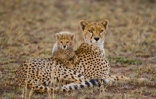 Picture of Mother cheetah and her cub in the savannah Kenya Tanzania Africa National Park Serengeti Maasai Mara An excellent illustration