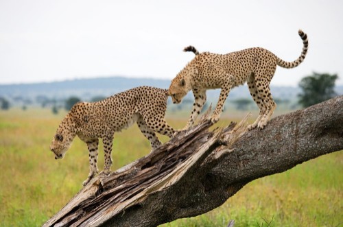 Afbeeldingen van Two cheetahs on a tree Kenya Tanzania Africa National Park Serengeti Maasai Mara An excellent illustration