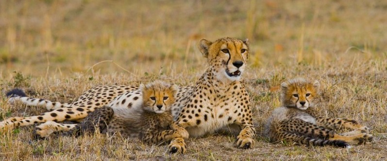Image de Mother cheetah and her cubs in the savannah Kenya Tanzania Africa National Park Serengeti Maasai Mara An excellent illustration