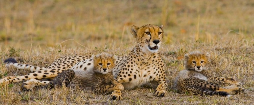 Picture of Mother cheetah and her cubs in the savannah Kenya Tanzania Africa National Park Serengeti Maasai Mara An excellent illustration