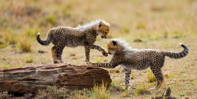 Afbeeldingen van Cheetah cubs play with each other in the savannah Kenya Tanzania Africa National Park Serengeti Maasai Mara An excellent illustration