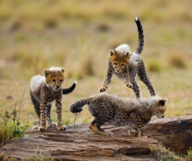 Afbeeldingen van Cheetah cubs play with each other in the savannah Kenya Tanzania Africa National Park Serengeti Maasai Mara An excellent illustration