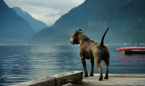 Image de American Pit Bull Terrier standing on the dock and looking out at the mountains and lake