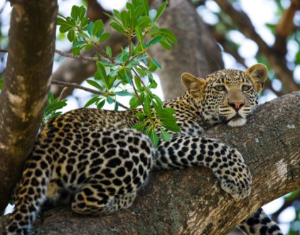 Image de Leopard is lying on a tree National Park Kenya Tanzania Maasai Mara Serengeti An excellent illustration