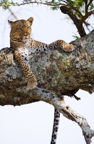 Bild på Leopard is lying on a tree National Park Kenya Tanzania Maasai Mara Serengeti An excellent illustration
