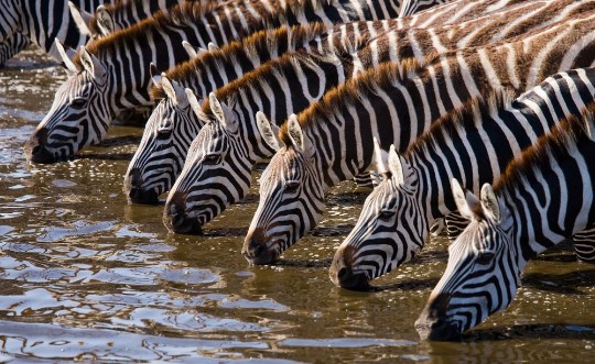 Picture of Group of zebras drinking water from the river Kenya Tanzania National Park Serengeti Maasai Mara An excellent illustration