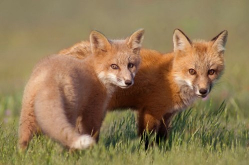 Afbeeldingen van Animal Friends   Two young Foxes playing together in field