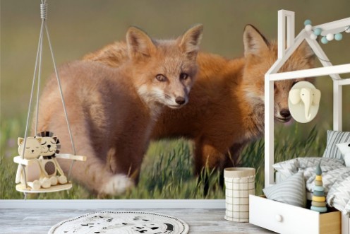 Picture of Animal Friends   Two young Foxes playing together in field