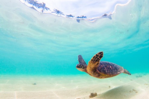 Afbeeldingen van Endangered Hawaiian Green Sea Turtle cruises in the warm waters of the Pacific Ocean in Hawaii