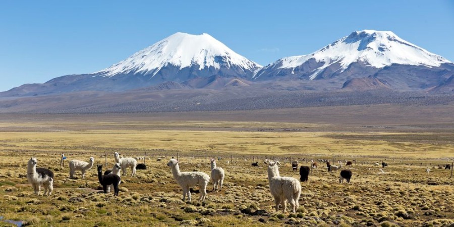 Afbeeldingen van Landscape of the Andes Mountains with llamas grazing
