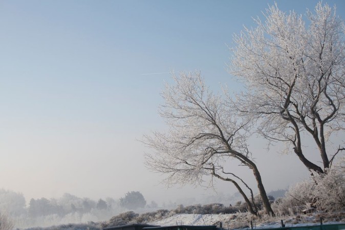 Bild på Bevroren bomen in duinlandschap