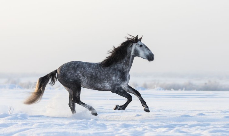 Picture of Gray Andalusian horse galloping on meadow in fresh snow