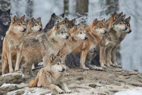 Afbeeldingen van Wolfsrudel im Winter