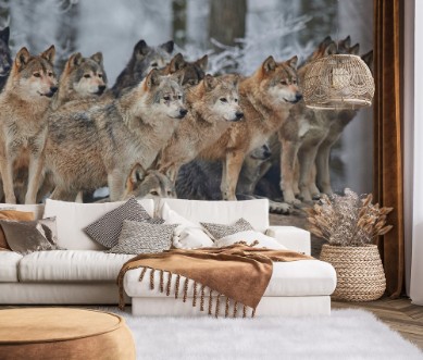 Afbeeldingen van Wolfsrudel im Winter