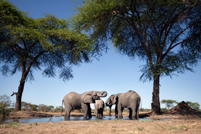 Bild på Elephant in the bushveld