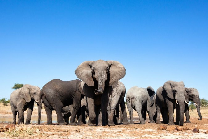 Afbeeldingen van Elephant in the bushveld