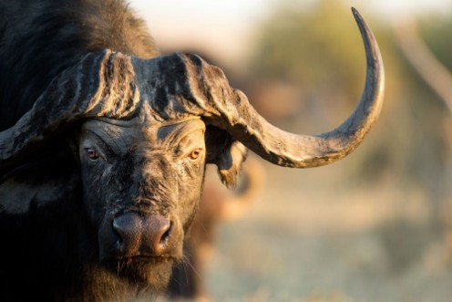 Picture of Buffalo in Bushveld