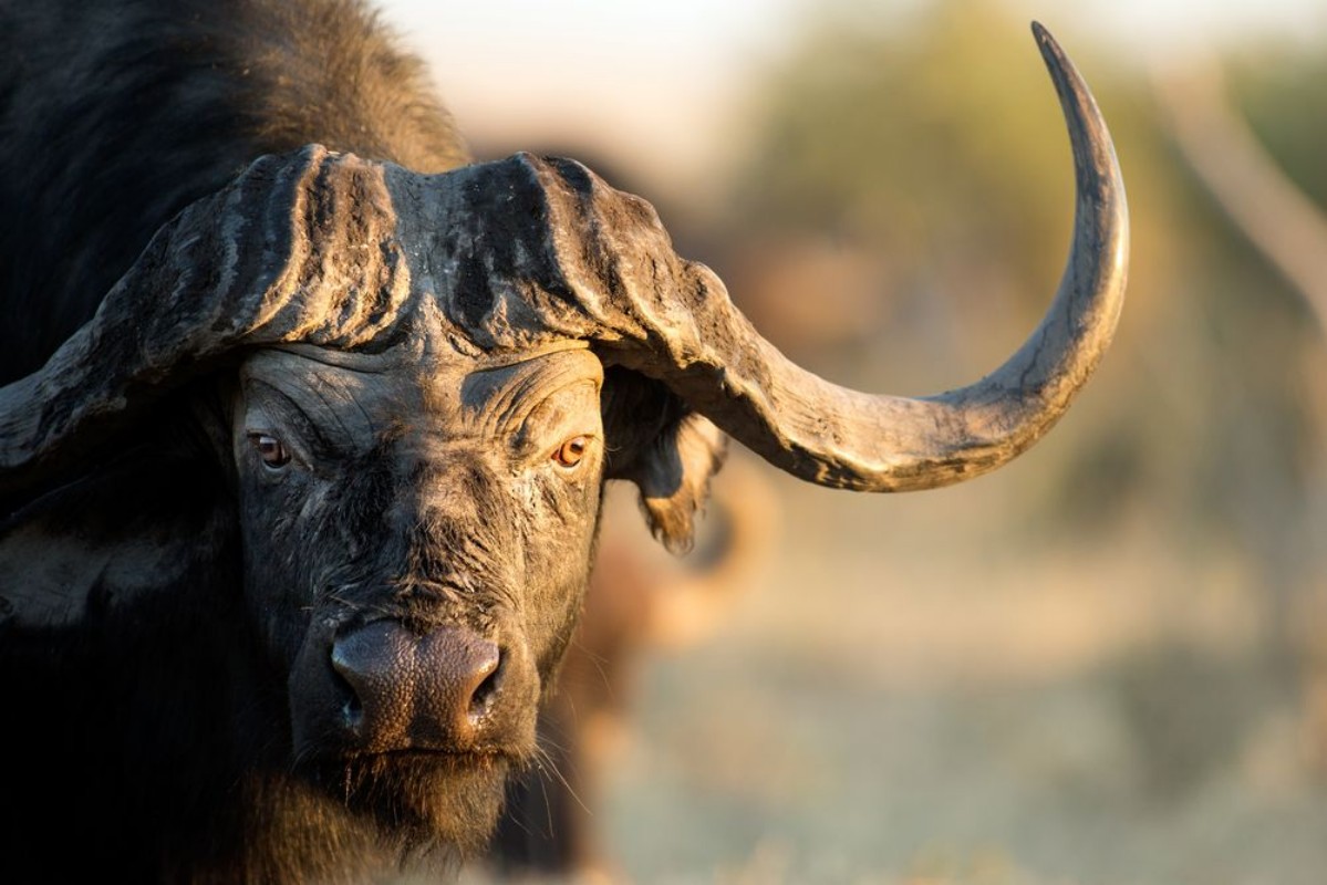 Bild på Buffalo in Bushveld