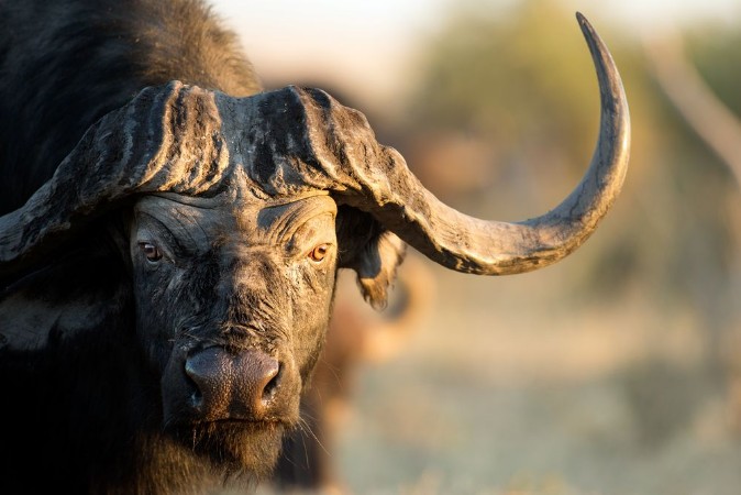 Buffalo in Bushveld photowallpaper Scandiwall
