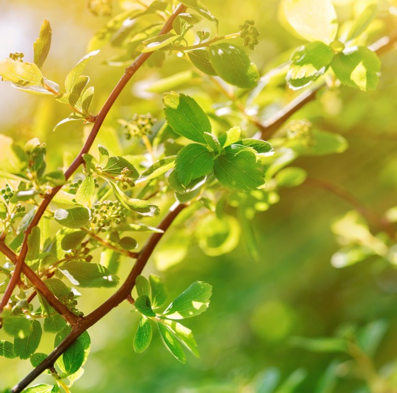 Bild von Spring leaves lit by sunlight