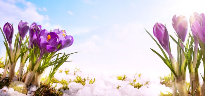 Picture of Art spring flower  background