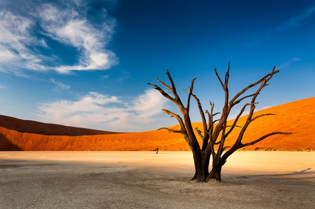 Bild på Dead tree in Sossusvlei in the Namib Desert Namibia
