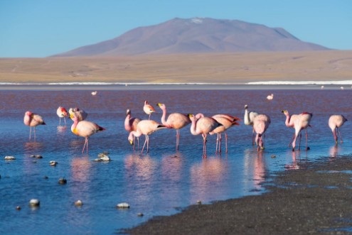 Afbeeldingen van Pink flamingos at Laguna Colorada on the Bolivian Andes