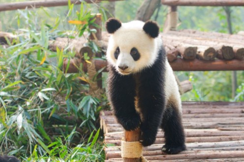 Picture of Giant Panda curiously standing Chengdu Szechuan china