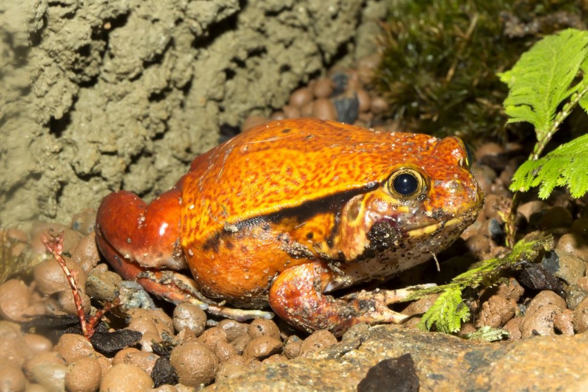 Image de False tomato frog Dyscophus guyneti