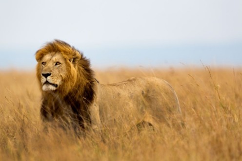 Afbeeldingen van Mighty Lion watching the lionesses who are ready for the hunt in Masai Mara Kenya