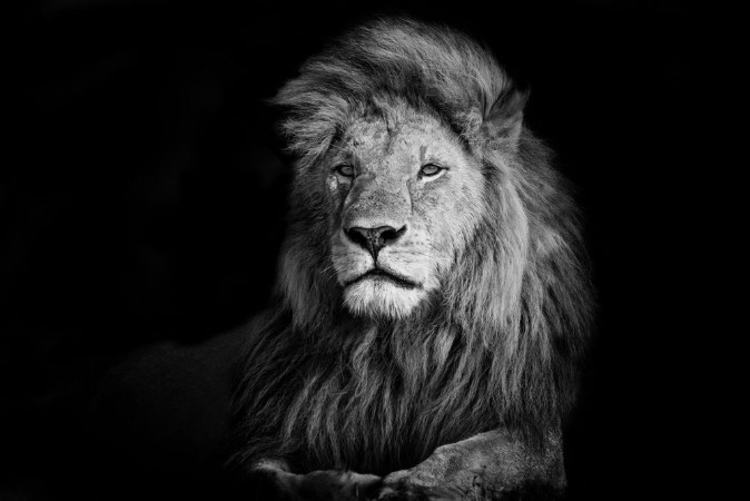 Bild på Beautiful Lion Romeo 2 of Double Cross Pride in Masai Mara Kenya