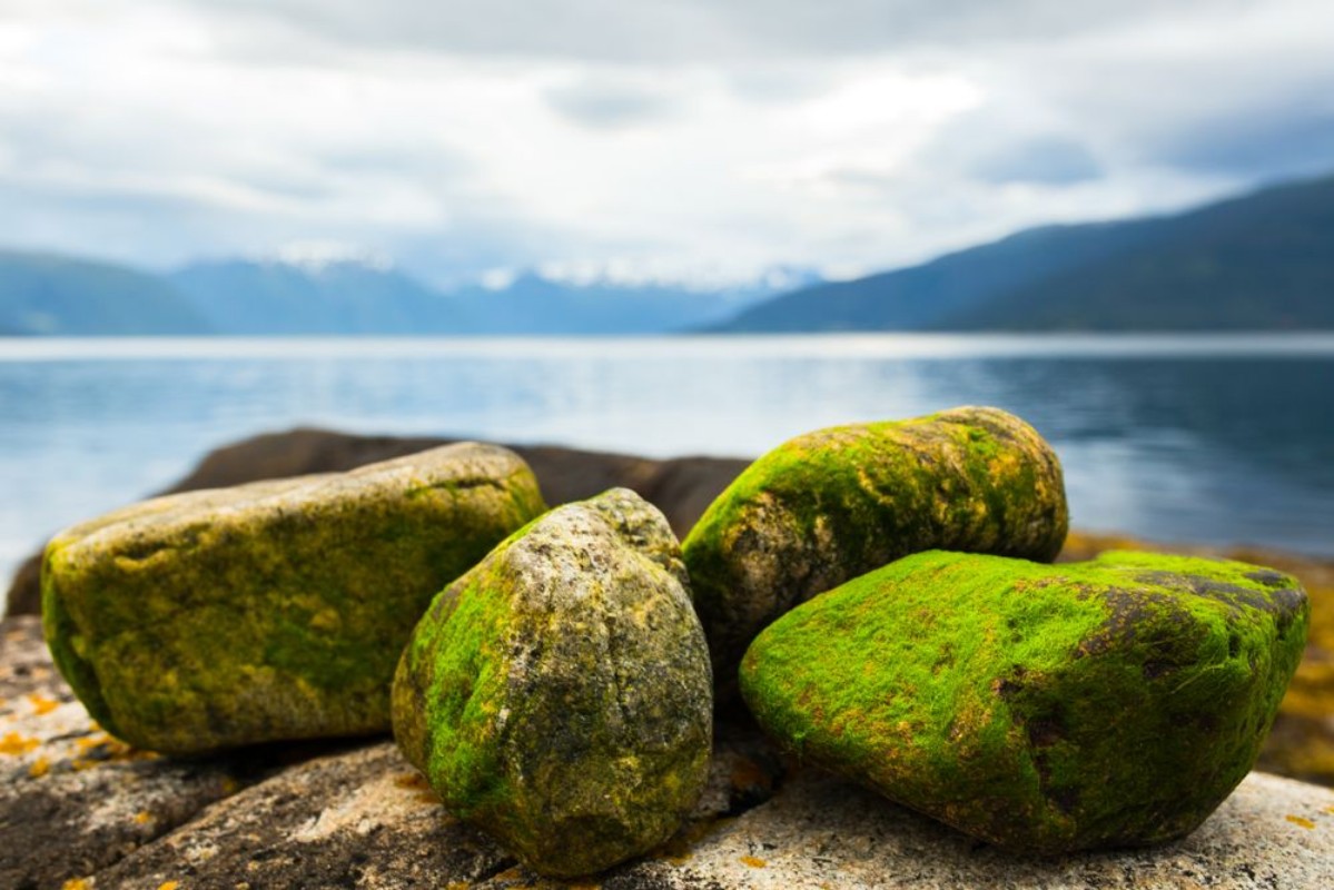 Image de Stones on the beach Norway