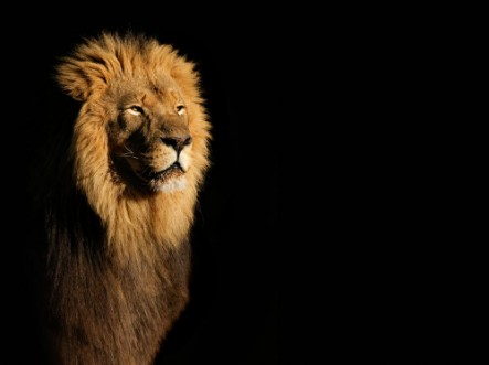 Afbeeldingen van Portrait of a big male African lion Panthera leo against a black background South Africa