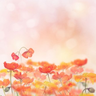 Poppy Flowers Blossom photowallpaper Scandiwall