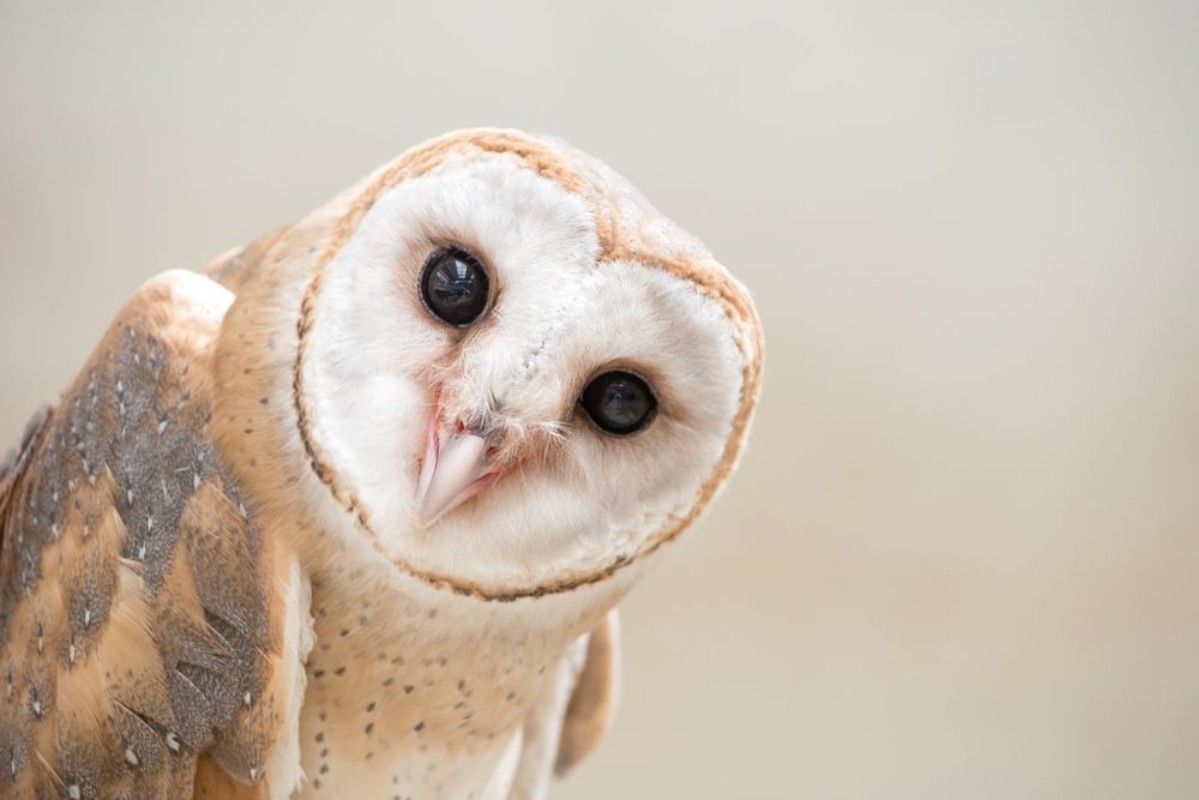 Picture of Common barn owl  Tyto albahead  close up