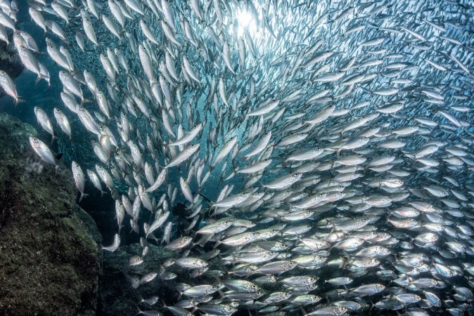 Afbeeldingen van Sardine school of fish underwater