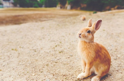 Wild rabbit in a field photowallpaper Scandiwall