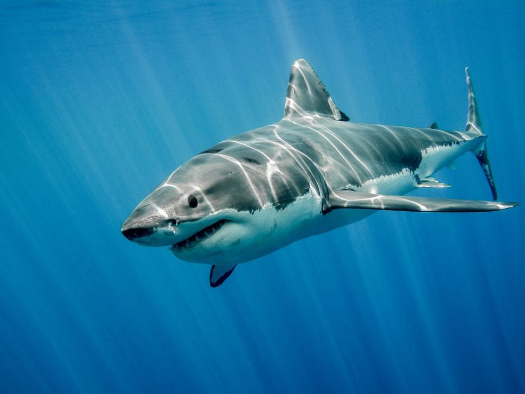 Afbeeldingen van Great white shark and sun rays